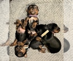Small Photo #10 Yorkshire Terrier Puppy For Sale in OLATHE, KS, USA