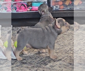 French Bulldog Puppy for sale in EDEN, NC, USA