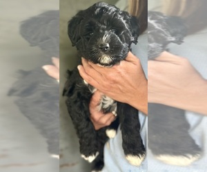 Aussiedoodle Miniature Puppy for sale in GRENADA, MS, USA