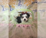 Puppy Girl 1 Morkie