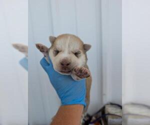- Mix Dogs for adoption in Bakersfield, CA, USA