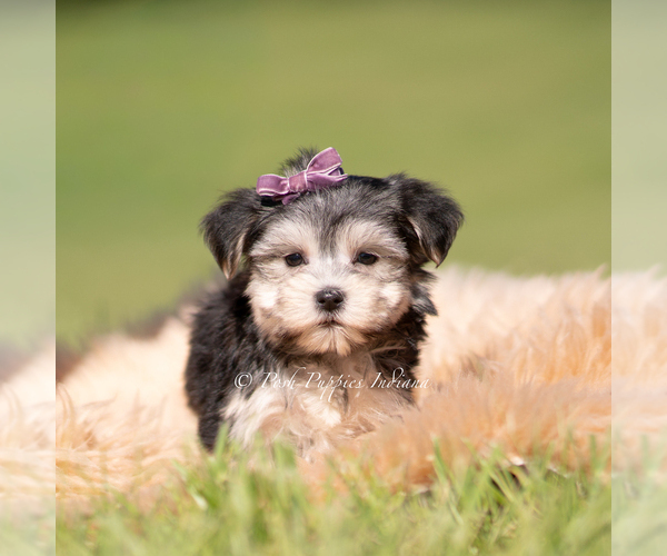 Medium Photo #7 Morkie Puppy For Sale in WARSAW, IN, USA