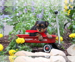 Small #1 Yorkshire Terrier