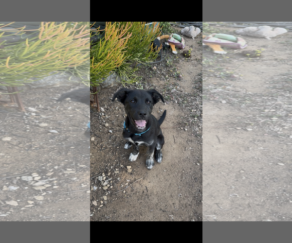 Medium Photo #2 Labrador Retriever-Unknown Mix Puppy For Sale in San Diego, CA, USA
