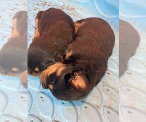 Rottweiler Puppy for Sale in COLLINSVILLE, Oklahoma USA