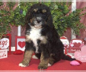 Miniature Bernedoodle-Poodle (Miniature) Mix Puppy for sale in HUTCHINSON, KS, USA