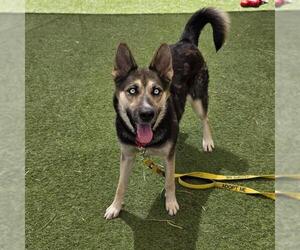 Gerberian Shepsky Dogs for adoption in Las Vegas, NV, USA