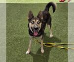 Small Gerberian Shepsky