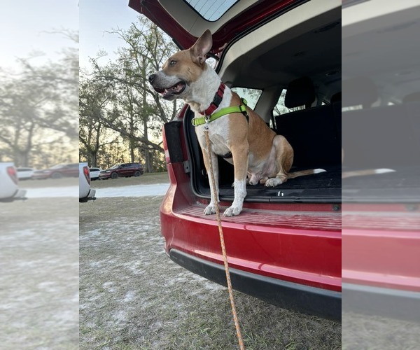 Medium Photo #3 Mutt Puppy For Sale in  Gainesville, FL, USA