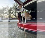 Small #2 Mutt