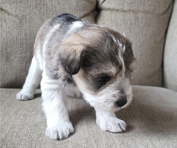 Full screen Photo #1 Schnauzer (Miniature) Puppy For Sale in LEESBURG, VA, USA