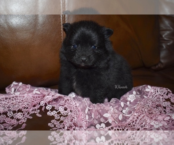 Medium Photo #5 Pomeranian Puppy For Sale in GRAYSON, LA, USA