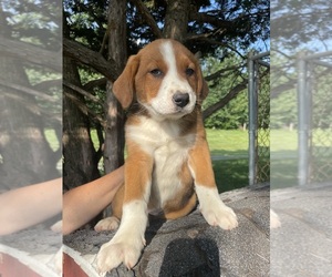 Bernese Mountain Dog-Unknown Mix Puppy for sale in MOUNT CRAWFORD, VA, USA