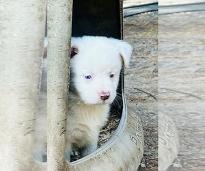 Miniature Australian Shepherd Puppy for Sale in BELLVILLE, Ohio USA