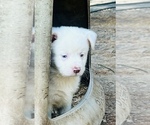 Small Miniature Australian Shepherd