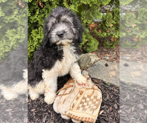 Medium Photo #1 Cockapoo Puppy For Sale in MIDDLEBURY, IN, USA