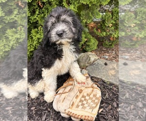 Cockapoo Puppy for sale in MIDDLEBURY, IN, USA