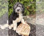 Small Cockapoo