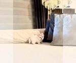 Small Maltese