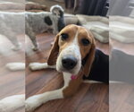 Small Beagle