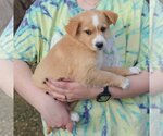 Small Photo #2 Australian Shepherd-German Shepherd Dog Mix Puppy For Sale in Huntley, IL, USA