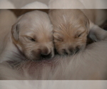 Small Photo #9 English Cream Golden Retriever Puppy For Sale in MCHENRY, IL, USA