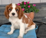 Small Photo #38 Cavalier King Charles Spaniel Puppy For Sale in GOSHEN, IN, USA