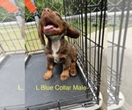 Small #8 English Cocker Spaniel