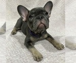 Small Photo #2 French Bulldog Puppy For Sale in VALRICO, FL, USA