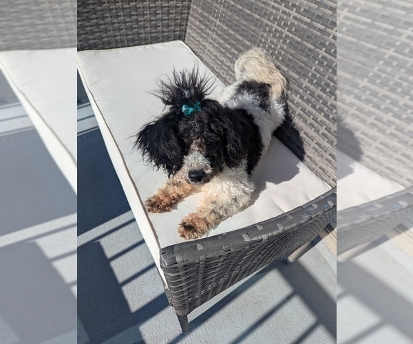 Medium Photo #2 Poochon Puppy For Sale in ATLANTA, GA, USA