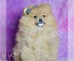 Puppy Rocky Pomeranian