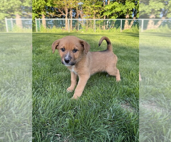Medium Photo #1 Mutt Puppy For Sale in Brewster, NY, USA