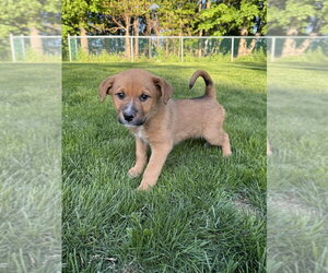Mutt Dogs for adoption in Brewster, NY, USA