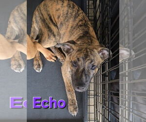Echo - Female Siberian Husky-Unknown Mix Dog for Adoption - Photo #15