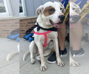 Mutt Dogs for adoption in Germantown, OH, USA