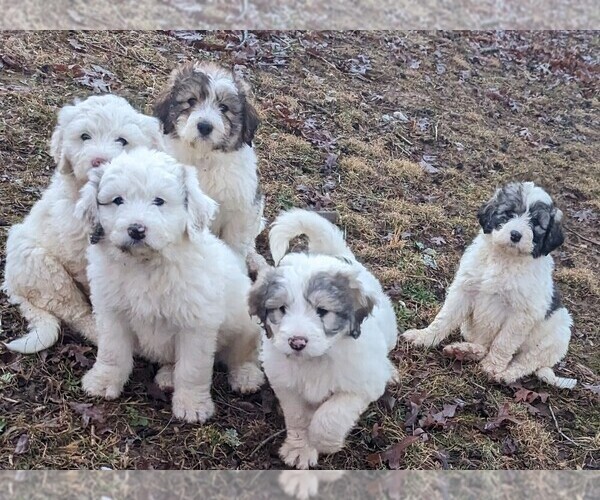 Medium Photo #1 Pyredoodle Puppy For Sale in BOONES MILL, VA, USA