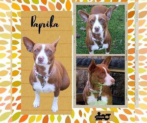 Basenji-Unknown Mix Dogs for adoption in Lindsay, CA, USA