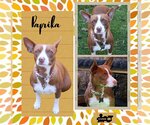Small Photo #1 Basenji-Unknown Mix Puppy For Sale in Lindsay, CA, USA
