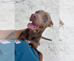 Small #1 Doberman Pinscher Mix