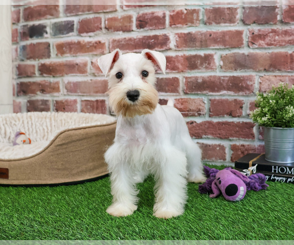 Medium Photo #5 Schnauzer (Miniature) Puppy For Sale in SYRACUSE, IN, USA