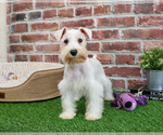 Small #4 Schnauzer (Miniature)