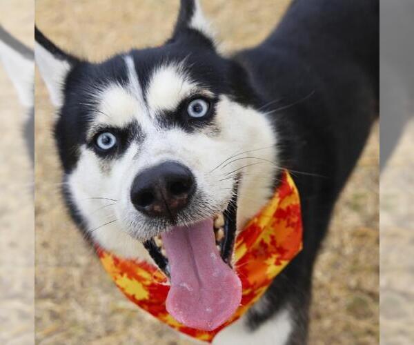 Medium Photo #2 Siberian Husky-Unknown Mix Puppy For Sale in San Antonio, TX, USA