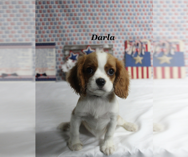 Medium Photo #15 Cavalier King Charles Spaniel Puppy For Sale in CHANUTE, KS, USA