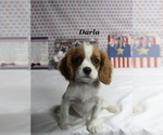 Small #14 Cavalier King Charles Spaniel