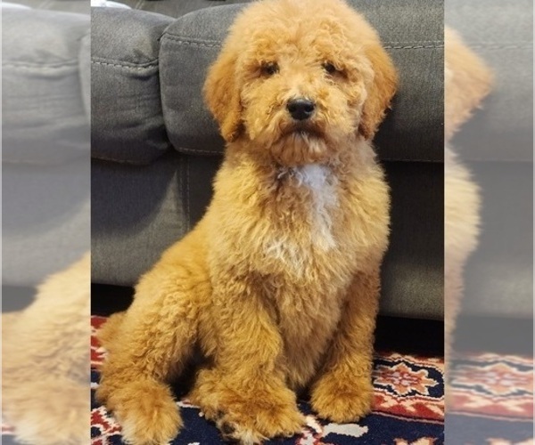 Medium Photo #1 Goldendoodle-Poodle (Miniature) Mix Puppy For Sale in WINSTON SALEM, NC, USA