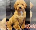 Small Photo #1 Goldendoodle-Poodle (Miniature) Mix Puppy For Sale in WINSTON SALEM, NC, USA