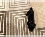 Small Photo #59 Cane Corso Puppy For Sale in LIVERMORE, CA, USA