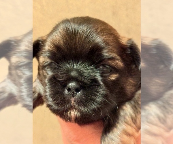 Medium Photo #2 Shih Tzu Puppy For Sale in FANNING SPGS, FL, USA