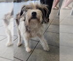Small Mutt