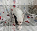 Small #4 French Bulldog